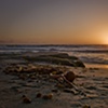 Sunset over kelp