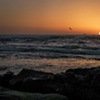 Pelicans at sunset, La Jolla