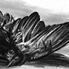 Dead Bird Study