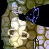 Iridescent Hive