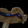 Electric Mushroom