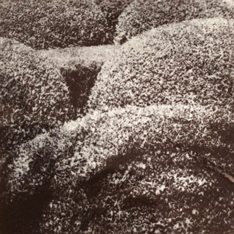 Shrubby