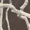 Knotted