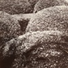 Salt Prints