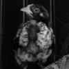 Martina and Chick