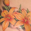 tiger lillies hip