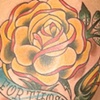 yellow rose