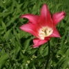 Tulip