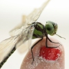 Dragonfly Interaction