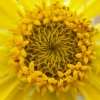 Zinnia