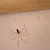 Cobweb Spider with babies