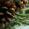 Pine Then