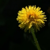Dandy