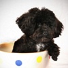 Pet Photography art chicago