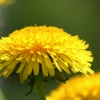 Yellowdandi