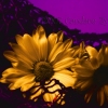 Golden net Flowers