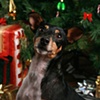 pet photographer