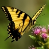 Swallowtail