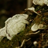 Fungus