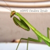 Mantis