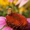Bee Reflection