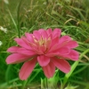 Pink Zinnia