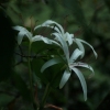 Swamp Flower