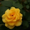 Yellow Tea Rose