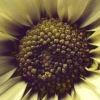 Long Flower