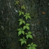 Vines