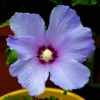 Blue Hibiscus