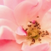 Roses are