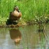 Wildlife