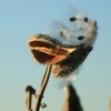 Milkweed Sunset