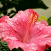 Pink Hibiscus