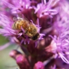 Struggle Bee
