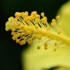 hibiscus pollen