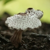 Toad Stool