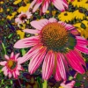 Flowerz