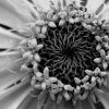 Black & Whites