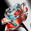 H.I. Rose