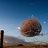 Tumbleweed #1
