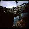 Tide Pool #3