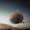 Tumbleweed #2
