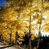 Aspen in the Fall