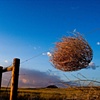 Tumbleweed #4