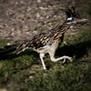 Roadrunner