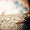Snail