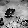 The Lone Tree