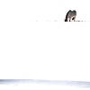 Horse in the Snow